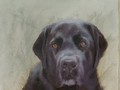 Oil painting portrait of black lab Hudson