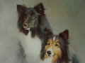 A pastel painting of two shelties done from the customer's own photographs.
