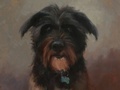 Portrait of dog Jackson.