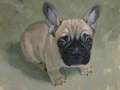 An oil painting of a French bulldog puppy