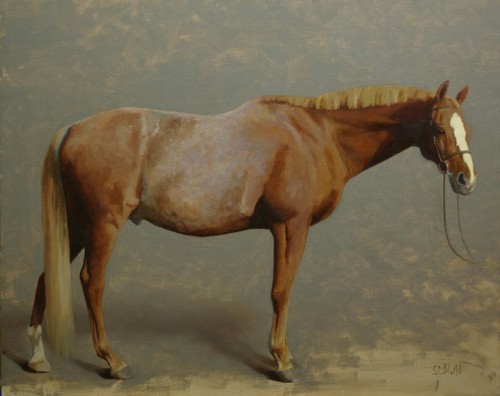 Conformation portrait of a chestnut horse in progress
