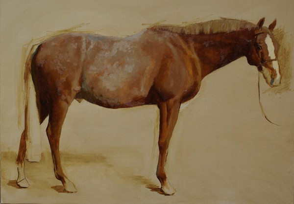 Starting a conformation portrait of a chestnut horse 