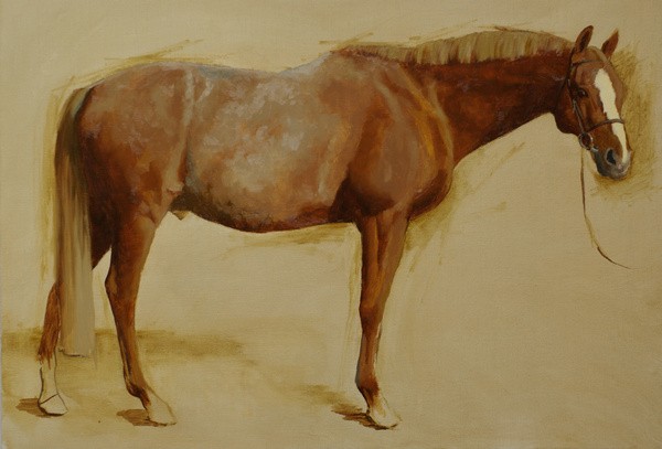 A conformation portrait of a horse in the early stages