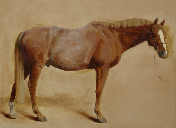 A conformation portrait of a horse in the early stages