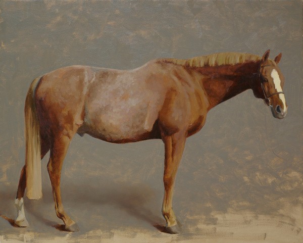 A conformation portrait of a chestnut horse in progress