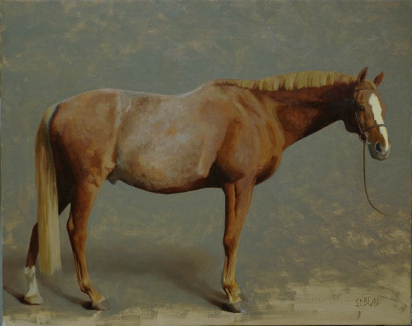 A conformation portrait of a chestnut horse in progress