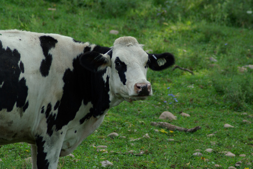 A Holstein cow seen from the side