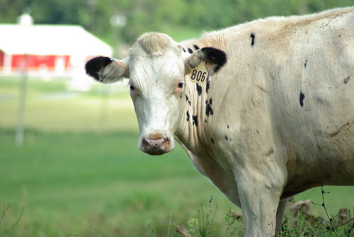 This white Holstein cow has few black markings