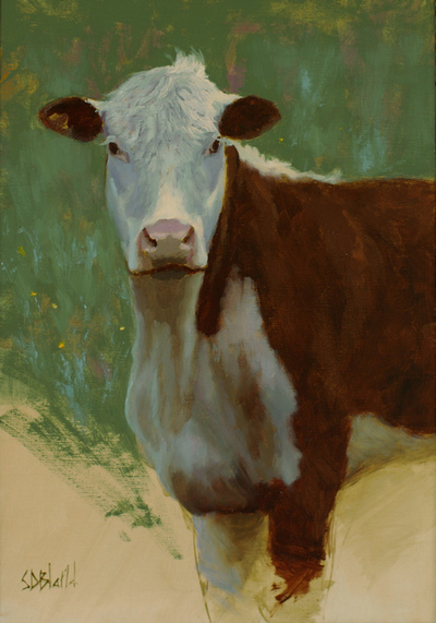 A portrait of a brown and white Angus cow