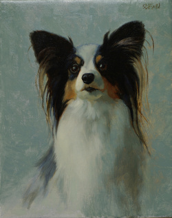 A portrait of a papilion dog with blue green background