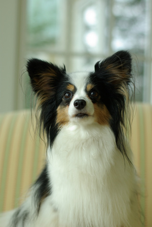 A photo of a papilion dog sitting on a yellow sofa