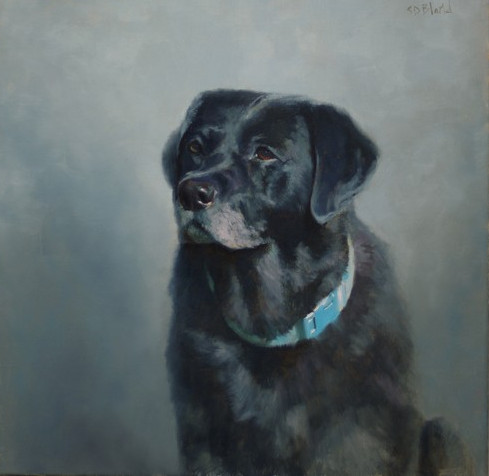 A portrait of a black lab with gradated gray background