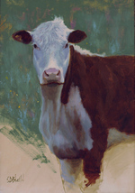 A portrait of a brown and white cow