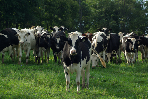 A herd of Holstein cows facing the viewer