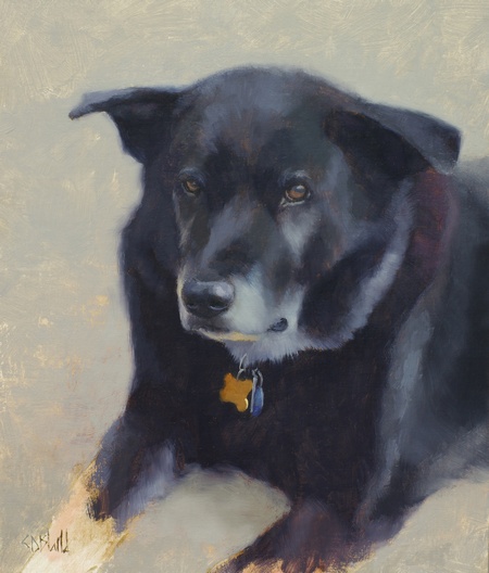 A portrait of a black dog with partially finished gray background