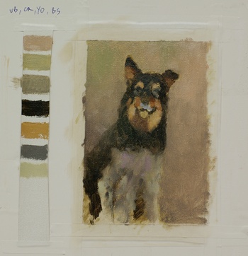 A color study for the portrait of an Australian shepherd dog