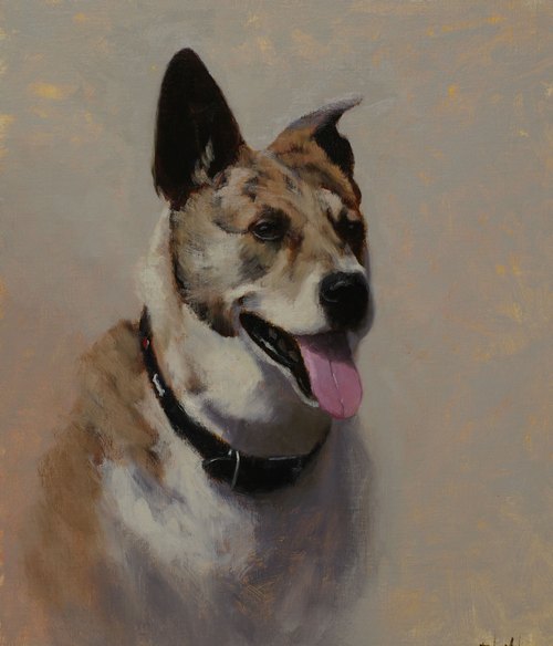 A portrait of an Australian Cattle Dog mix with gray background