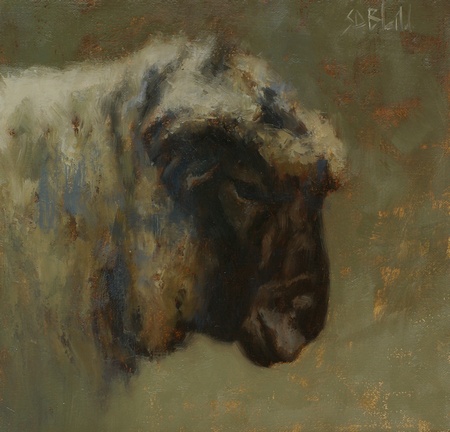 A Black Faced Ram