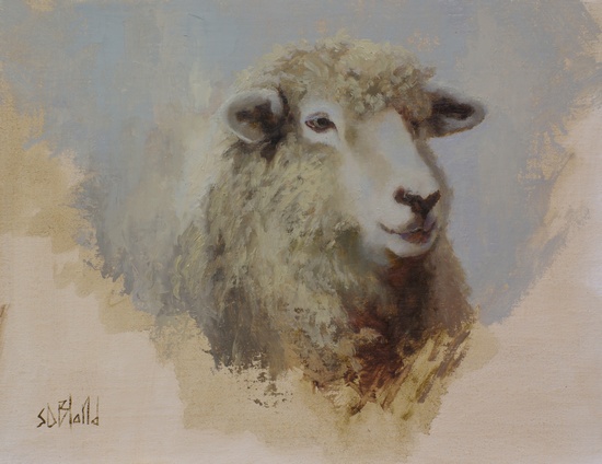 A portrait of a Romney sheep