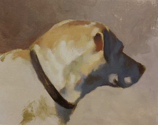 A color study for a portrait of a yellow lab