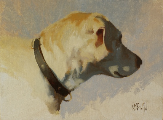 A portrait of our yellow lab, Hannah