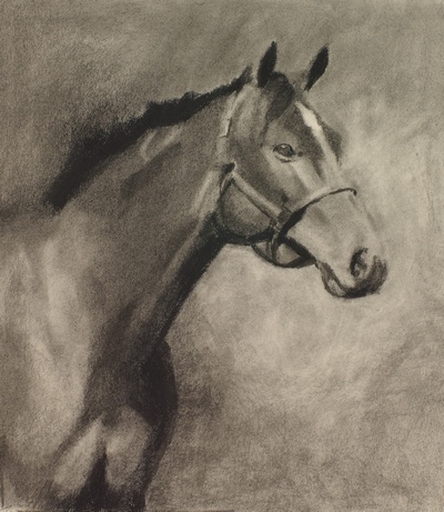 Charcoal Study for New Horse Portrait