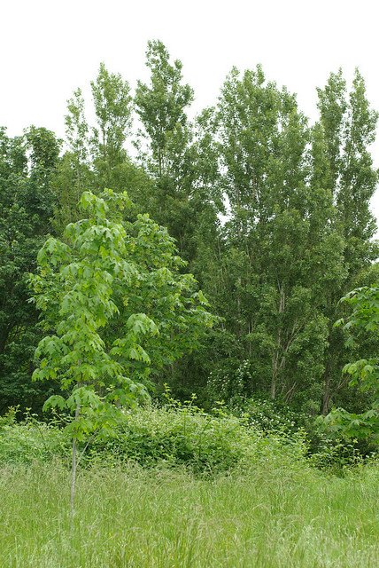 A green landscape of green trees in green grass