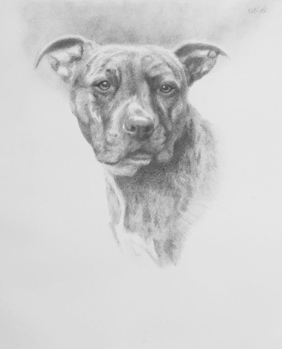 Pet Portrait of Nala by artist Simon Bland