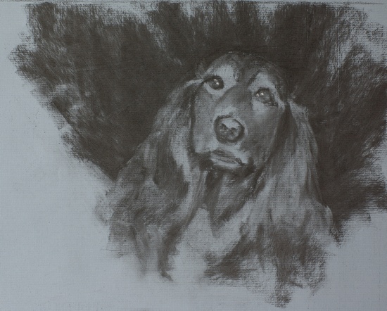 Study of Tootsie, charcoal on paper by artist Simon Bland