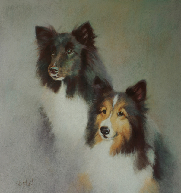 Pastel portrait of two Shelties by artist Simon Bland