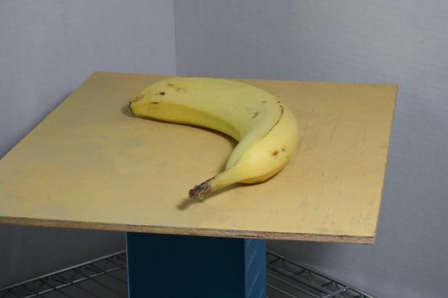 A close up photograph of a yellow banana reting on a yellow ochre colored surface as the subject of a still life painting. The banana is illuminated by an artist's lamp.