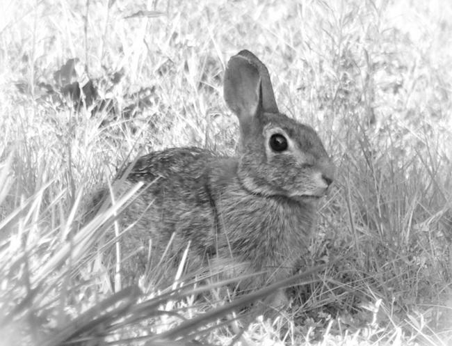 A close-up black and white image of a rabbit with a soft glow effect