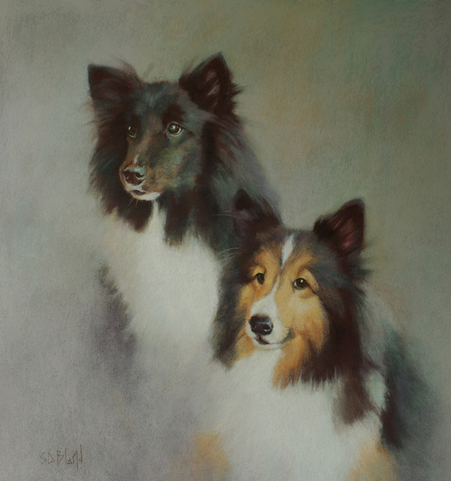 A pastel painting of two shelties done from the customer's own photographs.