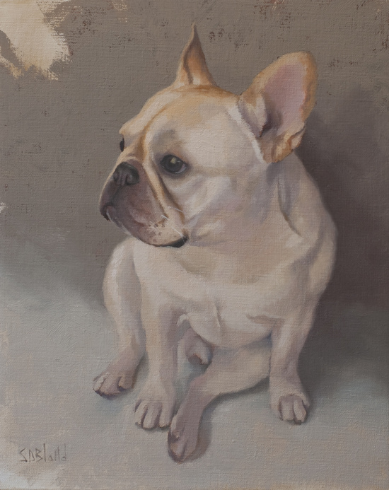 A portrait of a French Bulldog