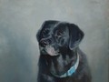 Oil portrait of black labrador retriever Mischa