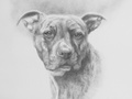 A head and shoulder pet portrait in graphite on paper of a pit bull dog.