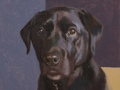 A sketch portrait of a black lab called Oban done in oil on linen panel.
