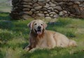 Oil painting and portrait of golden retriever Zeke